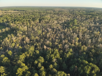 Large Diverse Timberland W/ Creek for Sale near Pitkin, LA - image 7