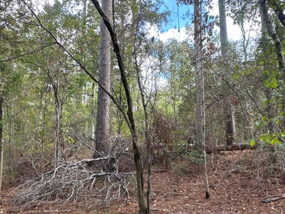 Large Diverse Timberland W/ Creek for Sale near Pitkin, LA - image 32