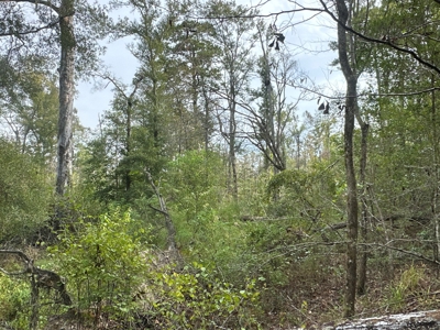 Large Diverse Timberland W/ Creek for Sale near Pitkin, LA - image 17