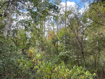 Large Diverse Timberland W/ Creek for Sale near Pitkin, LA - image 30