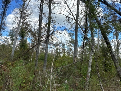 Large Diverse Timberland W/ Creek for Sale near Pitkin, LA - image 25