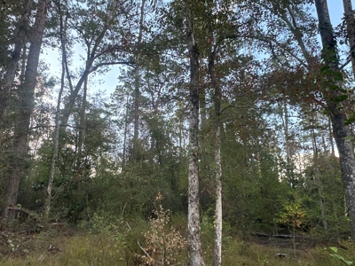 Large Diverse Timberland W/ Creek for Sale near Pitkin, LA - image 37