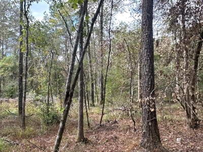 Large Diverse Timberland W/ Creek for Sale near Pitkin, LA - image 31