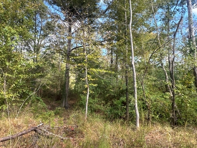 Large Diverse Timberland W/ Creek for Sale near Pitkin, LA - image 29