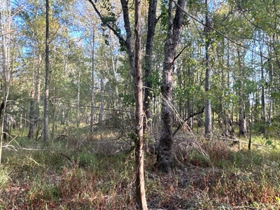 Large Diverse Timberland W/ Creek for Sale near Pitkin, LA - image 27