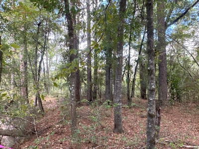 Large Diverse Timberland W/ Creek for Sale near Pitkin, LA - image 34