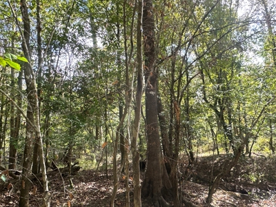 Large Diverse Timberland W/ Creek for Sale near Pitkin, LA - image 42