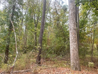 Large Diverse Timberland W/ Creek for Sale near Pitkin, LA - image 45
