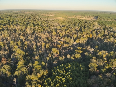 Large Diverse Timberland W/ Creek for Sale near Pitkin, LA - image 13
