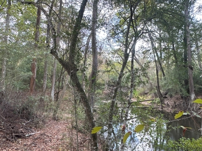 Large Diverse Timberland W/ Creek for Sale near Pitkin, LA - image 33