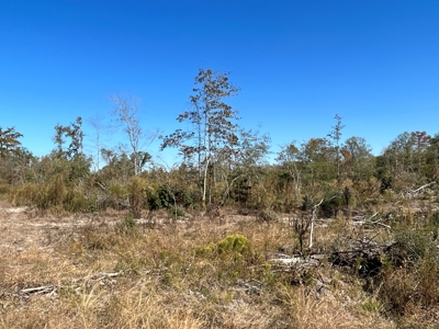 Large Diverse Land for sale in Caldwell Parish, Louisiana - image 20