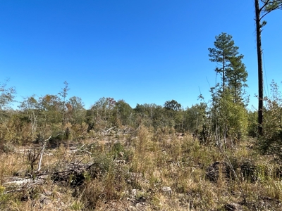 Large Diverse Land for sale in Caldwell Parish, Louisiana - image 19