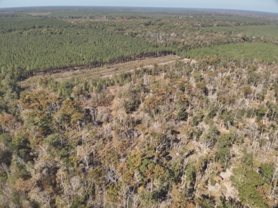 Large Diverse Land for sale in Caldwell Parish, Louisiana - image 5