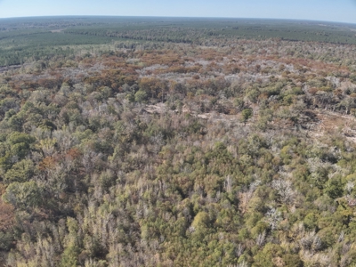 Large Diverse Land for sale in Caldwell Parish, Louisiana - image 8