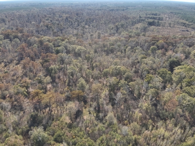 Large Diverse Land for sale in Caldwell Parish, Louisiana - image 9