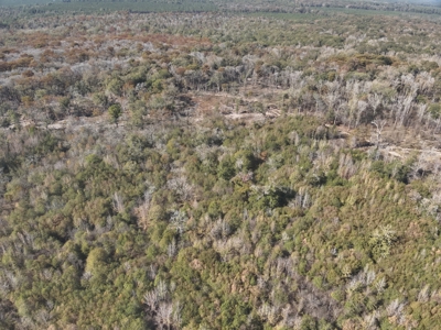 Large Diverse Land for sale in Caldwell Parish, Louisiana - image 7