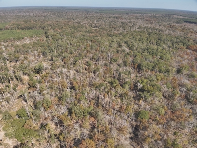Large Diverse Land for sale in Caldwell Parish, Louisiana - image 4