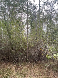 Diverse Timberland W/ Creek for Sale in Vernon Parish, LA - image 6