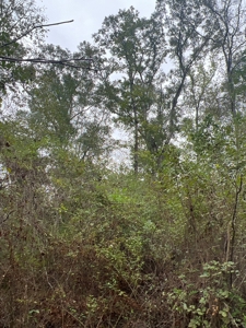 Diverse Timberland W/ Creek for Sale in Vernon Parish, LA - image 7