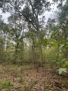 Diverse Timberland W/ Creek for Sale in Vernon Parish, LA - image 8
