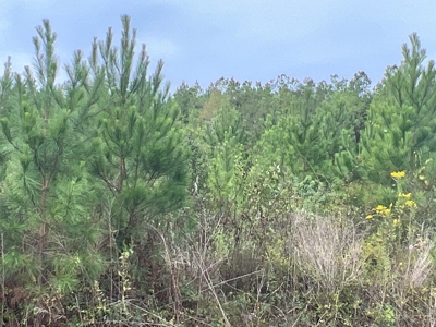 Diverse Timberland W/ Creek for Sale in Vernon Parish, LA - image 5