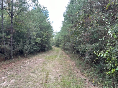 Planted Pine Land W/ Bayou Nezpique for sale near Elton, LA - image 6