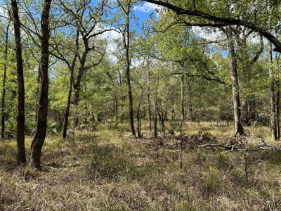 Planted Pine Land W/ Bayou Nezpique for sale near Elton, LA - image 3
