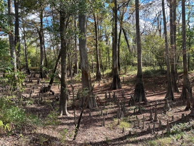 Planted Pine Land W/ Bayou Nezpique for sale near Elton, LA - image 4