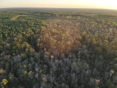 Planted Pine Land W/ Creek Hardwood for Sale near Pitkin, LA - image 11