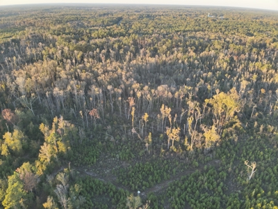 Planted Pine Land W/ Creek Hardwood for Sale near Pitkin, LA - image 4