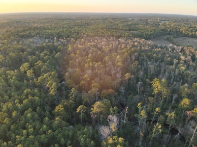 Planted Pine Land W/ Creek Hardwood for Sale near Pitkin, LA - image 12