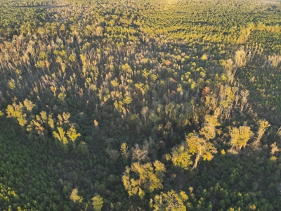 Planted Pine Land W/ Creek Hardwood for Sale near Pitkin, LA - image 6