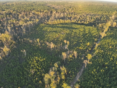 Planted Pine Land W/ Creek Hardwood for Sale near Pitkin, LA - image 3