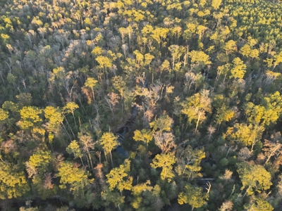 Planted Pine Land W/ Creek Hardwood for Sale near Pitkin, LA - image 7