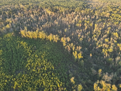 Planted Pine Land W/ Creek Hardwood for Sale near Pitkin, LA - image 5