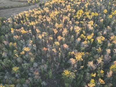 Planted Pine Land W/ Creek Hardwood for Sale near Pitkin, LA - image 9