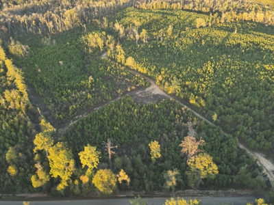 Planted Pine Land W/ Creek Hardwood for Sale near Pitkin, LA - image 2