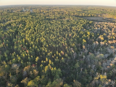 Planted Pine Land W/ Creek Hardwood for Sale near Pitkin, LA - image 8