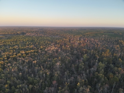 Planted Pine Land W/ Creek Hardwood for Sale near Pitkin, LA - image 13