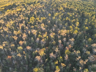 Planted Pine Land W/ Creek Hardwood for Sale near Pitkin, LA - image 10