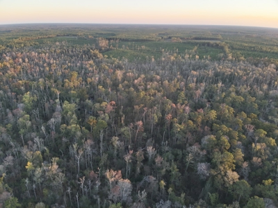 Planted Pine Land W/ Creek Hardwood for Sale near Pitkin, LA - image 14