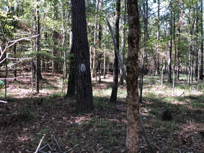 Diverse Timberland w/ Creeks for sale in Vernon Parish, LA - image 13