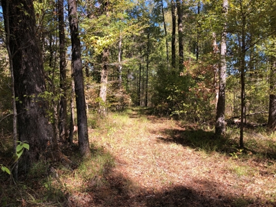 Diverse Timberland w/ Creeks for sale in Vernon Parish, LA - image 11