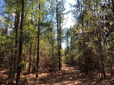 Diverse Timberland w/ Creeks for sale in Vernon Parish, LA - image 18