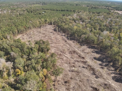Diverse Timberland w/ Creeks for sale in Vernon Parish, LA - image 4