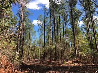 Diverse Timberland w/ Creeks for sale in Vernon Parish, LA - image 19