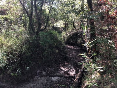 Diverse Timberland w/ Creeks for sale in Vernon Parish, LA - image 10