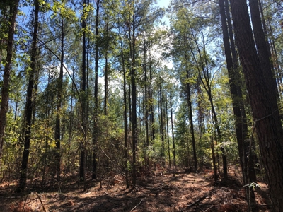 Diverse Timberland w/ Creeks for sale in Vernon Parish, LA - image 20