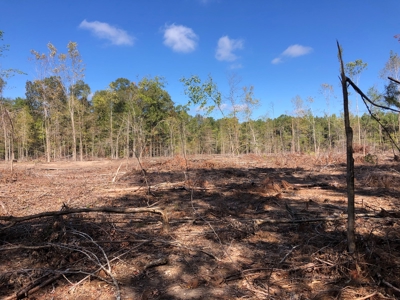 Diverse Timberland w/ Creeks for sale in Vernon Parish, LA - image 9