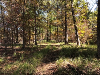 Diverse Timberland w/ Creeks for sale in Vernon Parish, LA - image 8